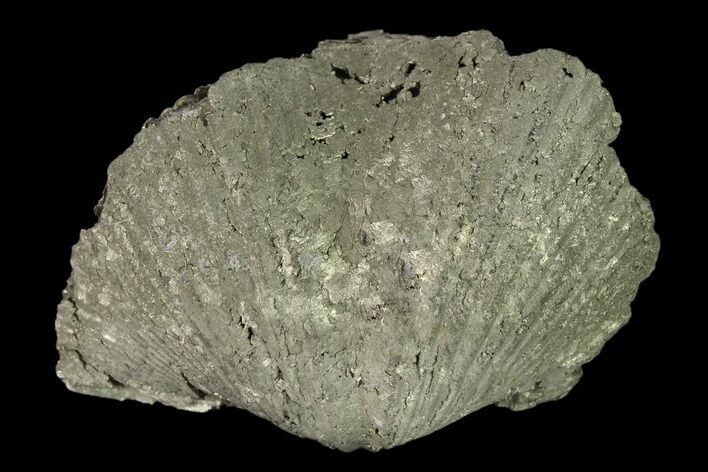 Pyrite Replaced Brachiopod (Paraspirifer) Fossil - Ohio #160083